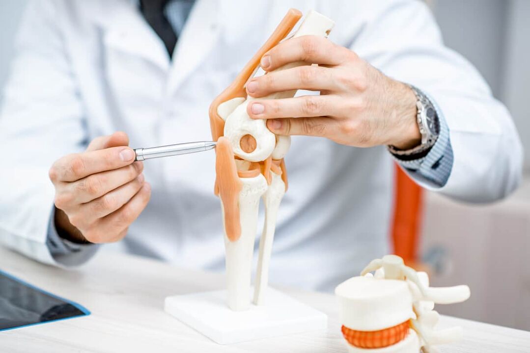 Model of the knee joint, allowing you to evaluate its structure